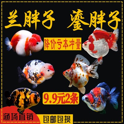 兰寿金鱼冷水鱼不用加温泰狮金鱼