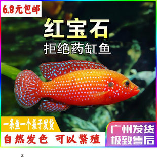 红宝石慈鲷鱼热带观赏宠物小型鱼活体鱼血钻宝石三湖慈鲷活体好养