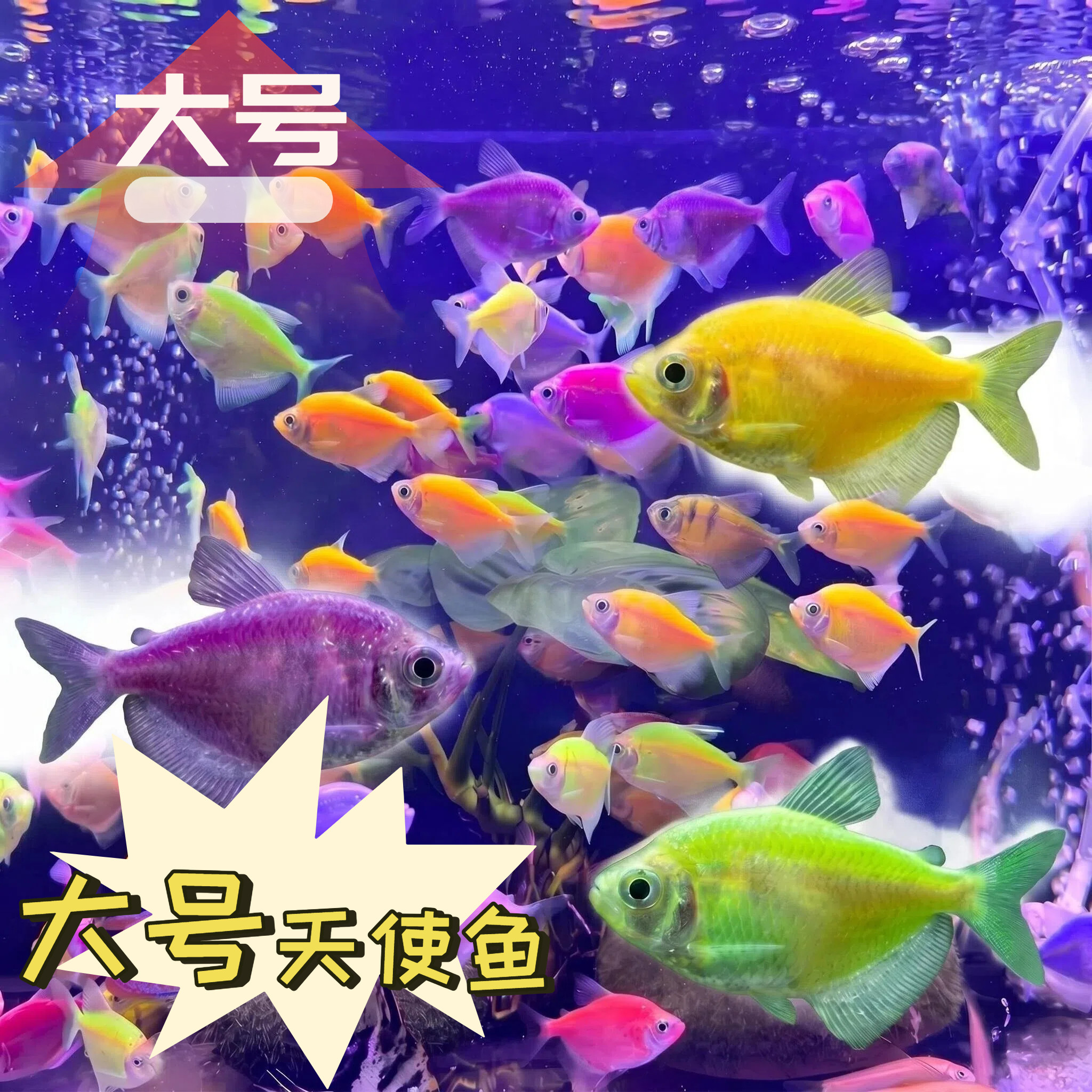 天使鱼热带鱼观赏鱼鱼缸群游小型鱼苗大号淡水活体鱼好养好看耐活