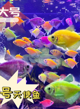 天使鱼热带鱼观赏鱼鱼缸群游大号淡水活体彩色鱼易养好看耐活斑马