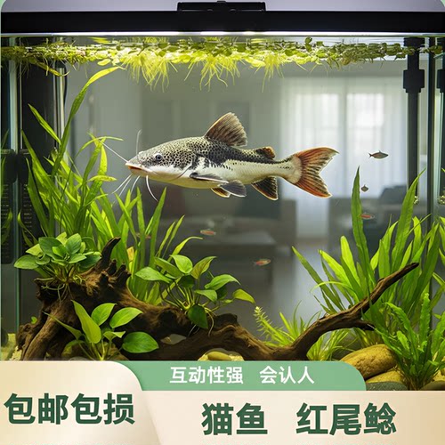 招财猫鱼苗活体热带观赏龙鱼配鱼