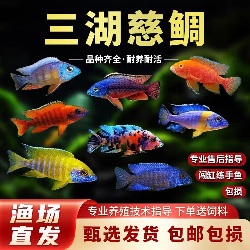 三湖慈鲷鱼黑线王子活体中小型耐养易活热带观赏鱼淡水鱼马鲷慈鲷