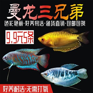 蓝黄曼龙鱼热带鱼好养不用打氧新手观赏鱼血丽丽鱼淡水小型鱼 包邮