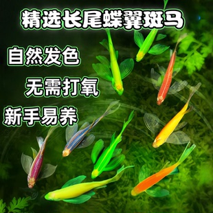 蝶翼斑马鱼长尾龙凤冷水小型淡水观赏鱼热带荧光金鱼红绿灯鱼活体