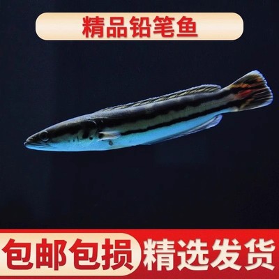 热带淡水观赏鱼大铅笔雷龙小盾