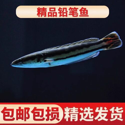 大铅笔雷龙小盾鳢热带淡水观赏鱼