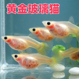 玻璃猫孔雀鱼黄金玻璃猫蓝礼服黄蕾丝球体观赏鱼淡水好养耐活热带