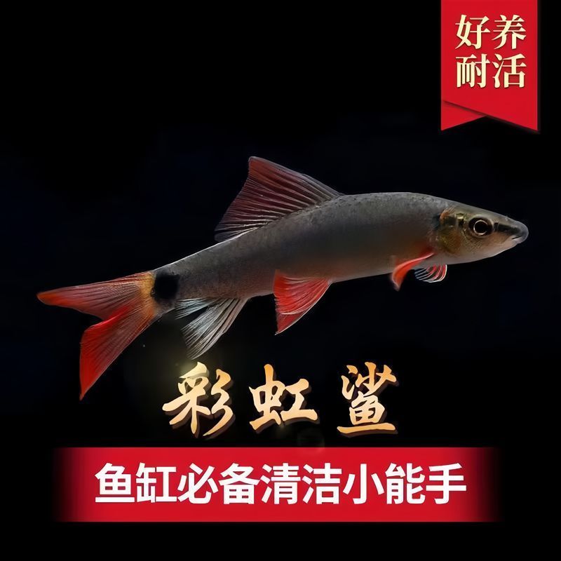 清道夫活体彩虹鲨鱼金苔鼠蓝鲨