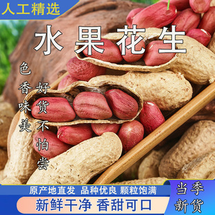 水果花生自种生水果花生种粒大饱满水果甜花生即食带壳红皮花生