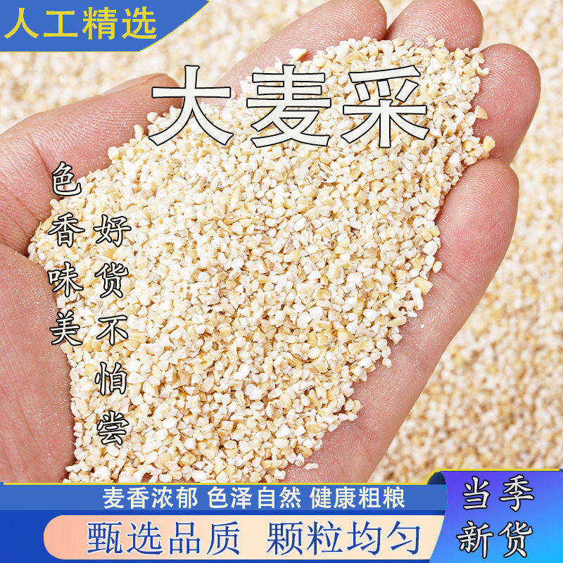 大麦采色泽自然健康粗粮饱满无杂图片