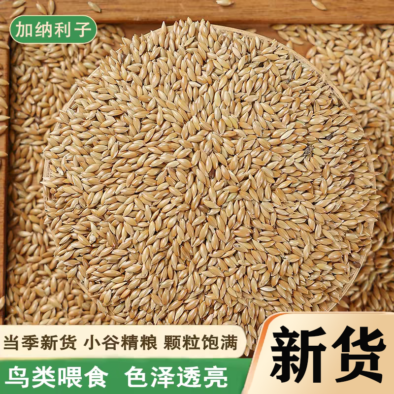加纳利子鹦鹉鸟食油尖粟白尖粟草庐籽鸟粮金丝雀籽麻雀鸽子粮食
