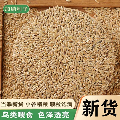 加纳利子鹦鹉鸟食油尖粟