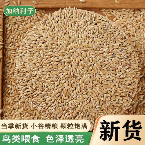 加纳利子鹦鹉鸟食油尖粟