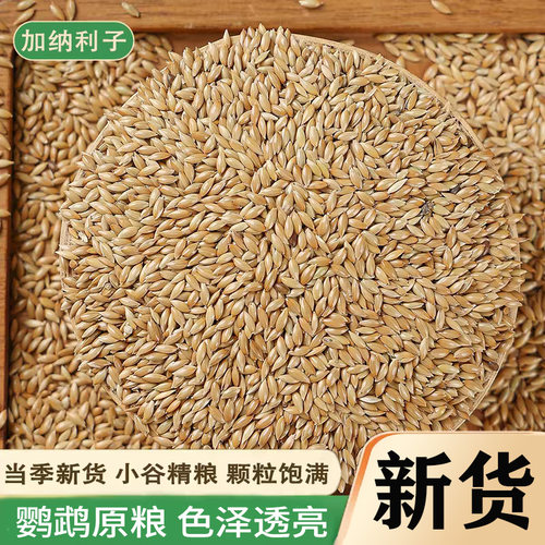 加纳利子鹦鹉鸟食油尖粟