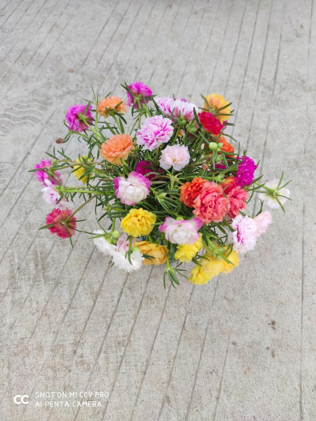 选色21色重瓣太阳花带花苞进口满