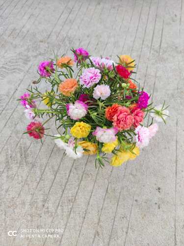 选色21色重瓣太阳花带花苞进口满