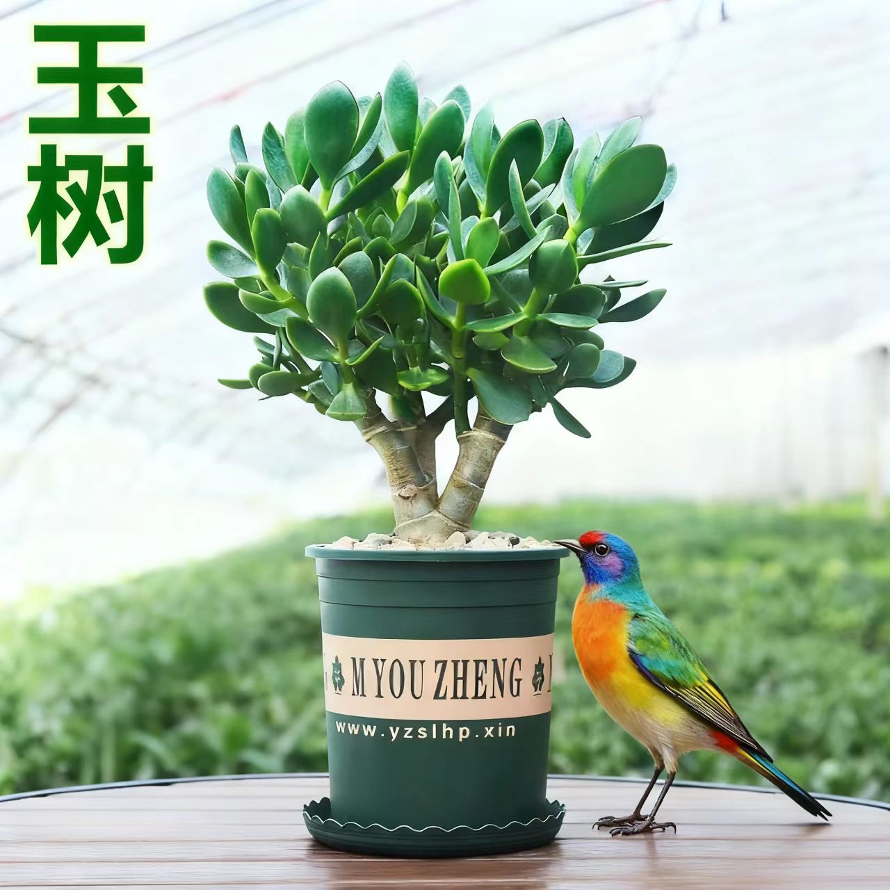 玉树盆栽苗大叶多肉植物