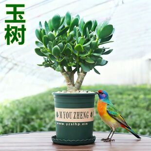 玉树盆栽苗 大叶多肉植物多年生老桩室内好养活 客厅绿植盆景阳台