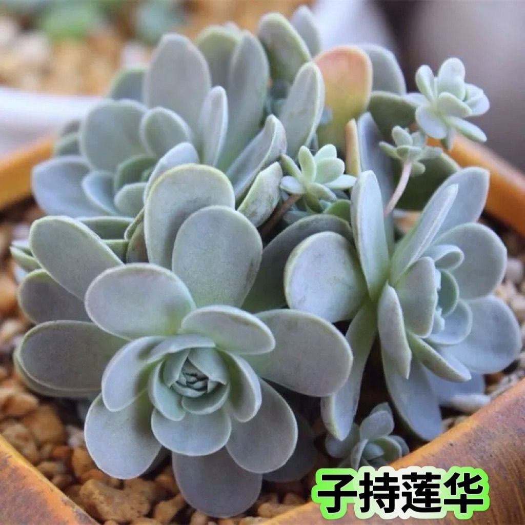 子持莲华爆盆群生多头多肉垂吊多肉多肉植物品种大全老桩万年草,鲜花速递/花卉仿真/绿植园艺,多肉植物,淘宝优惠券,粉丝福利购,淘宝优惠卷