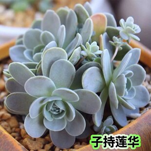 子持莲华爆盆群生多头多肉垂吊多肉多肉植物品种大全老桩万年草