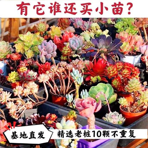 多肉植物大颗老桩组合贵货好养新手清棚组合盆栽花卉绿植精品