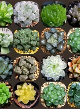 玉露高档多肉植物稀有品种花卉绿植蝉翼肉肉老桩组合套餐带盆栽好