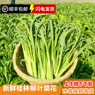 【顺丰发货】广西桂林打霜柳叶菜花菜心菜苔卷叶菜桂林菜花