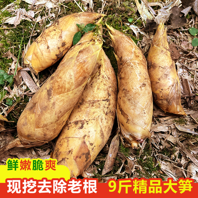 广西桂林冬笋新鲜现挖鲜嫩脆爽