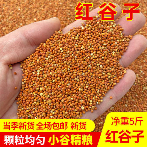 优质带壳红谷子鸟食虎皮牡丹玄凤鹦鹉珍珠鸟饲料鸟粮1斤5斤包邮