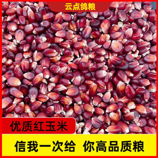 红色小玉米粒喂鸡仓鼠鸽子鸟食专用粮营养丰富红色玉米粒鸽粮鸟粮