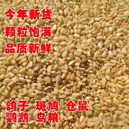优质糙米鸽粮信鸽幼鸽赛鸽用饲料