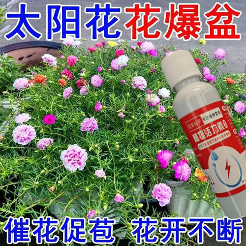 太阳花专用活力素花卉盆栽植物活力素生根剂养花促生长僵苗生长素