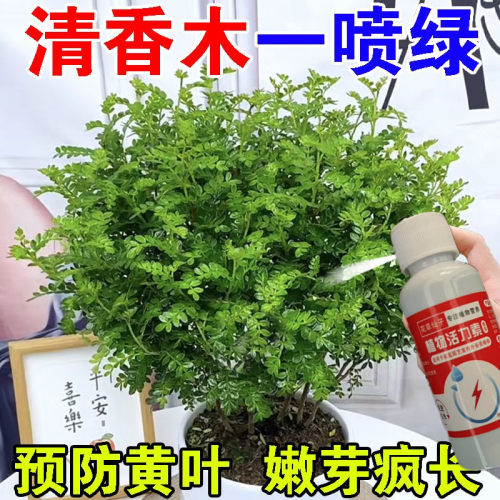 清香木专用营养液防黄叶落叶促生长盆栽一喷绿液体肥