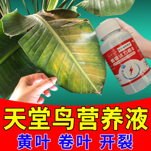 【一喷绿】天堂鸟专用肥急救治黄叶烂叶卷边开裂免稀释花卉营养液