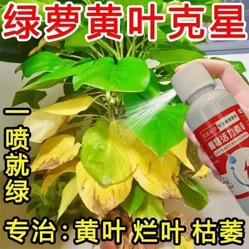 绿萝营养液免稀释通用型治黄叶水培土培花植物专用花肥料家用园艺