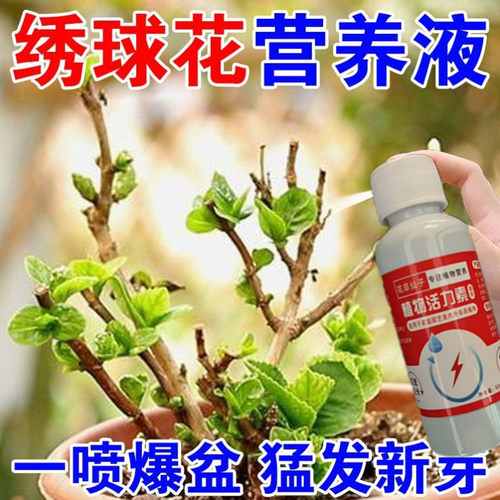 绣球花专用营养液叶子发黄黑锈斑焦尖白粉病壮根催花防掉花苞营养
