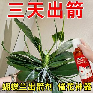 蝴蝶兰专用肥兰花营养液文心兰君子兰出箭催花防黄叶烂根壮苗促长