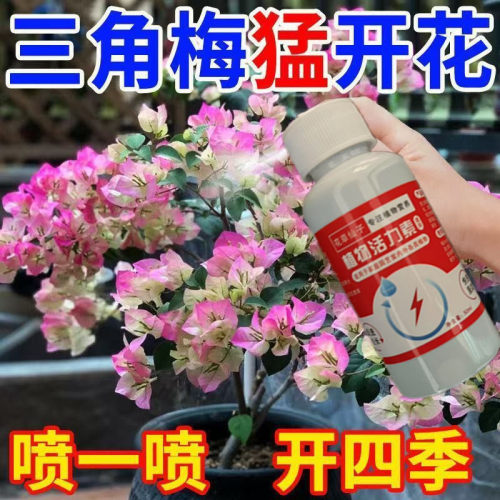 【复活液】三角梅专用肥营养液增肥增绿室内不开花花期短黄叶掉叶