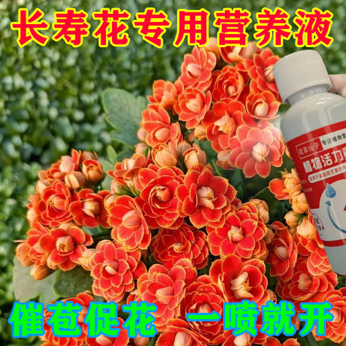 【花满爆盆】强效长寿花营养液专用促开花催花免稀释长寿花专用肥