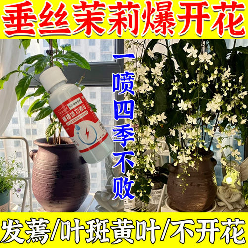 垂丝茉莉营养液治黄叶下垂落叶不开花专用液体免稀释肥急救枯萎