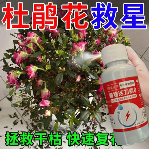 杜鹃花开花专用肥促花爆花延长花期治黄叶烂根白粉叶斑病营养液