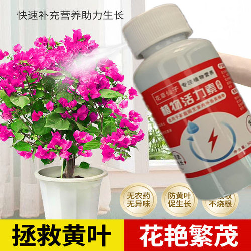 【一喷就开】三角梅专用营养液催花花团大磷酸二氢钾专用肥新型肥