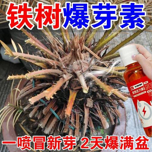 铁树专用营养液促生长防黄叶枯萎叶斑烂根径杆黄液体肥营养液