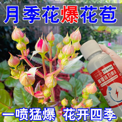 月季花病虫害常用药专治白粉病灰霉黑斑黄枯叶玫瑰红蜘蛛专用药肥
