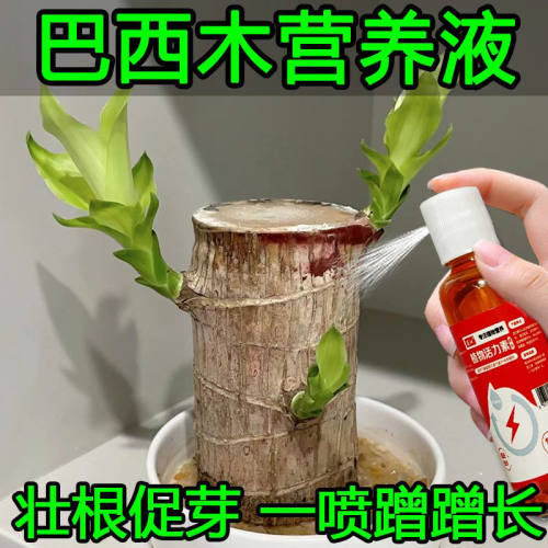 巴西木营养液专用肥料水养幸运木生根发芽水培绿植盆栽通用生长液