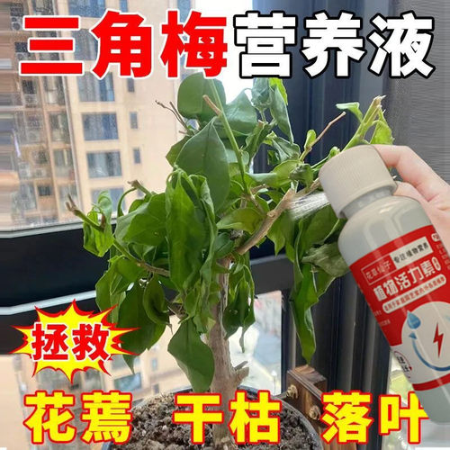 【一喷就开】三角梅专用营养液催花花团大磷酸二氢钾专用肥新型肥