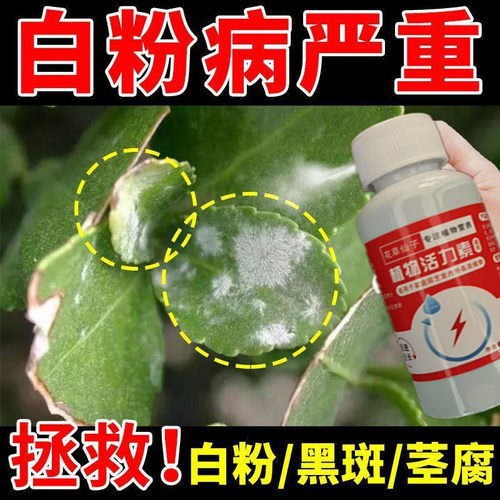 长寿花专用肥花多多治黄叶增花蕾延花期通用型营养液