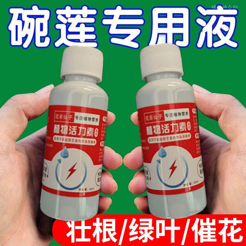 碗莲肥料碗莲营养液睡莲专用营养液促进开花的肥料水培荷花专用肥