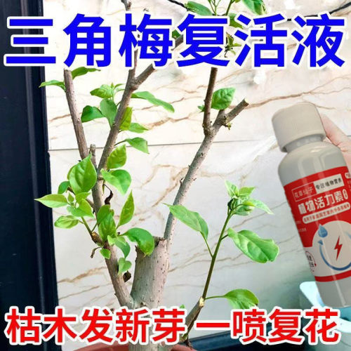 三角梅催芽素促发芽专用营养液植物烂根黄叶强力生根药通用复活液
