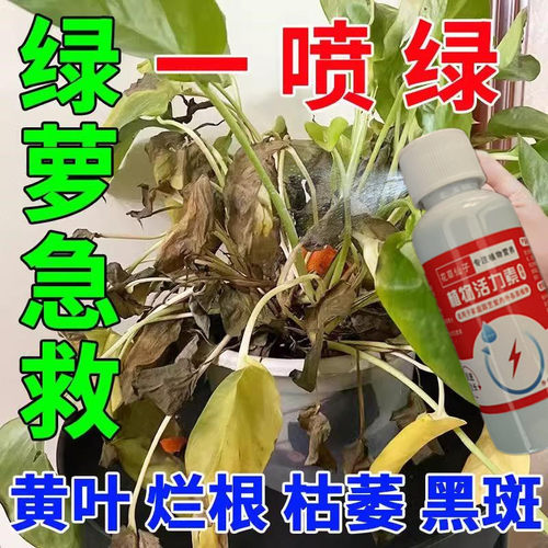 绿萝肥料专用营养液家用盆栽水培养花植物防黄叶发财树通用型肥料